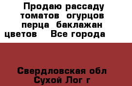 Продаю рассаду томатов, огурцов, перца, баклажан, цветов  - Все города  »    . Свердловская обл.,Сухой Лог г.